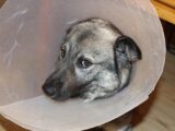 Krwiak małżowiny usznej u psa – Objawy i leczenie krwiaka