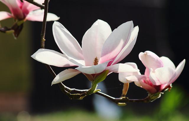magnolie zimą