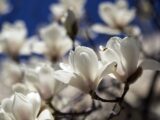 Czym nawozić magnolie?