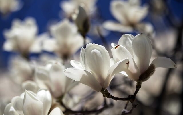 Czym nawozić magnolie?