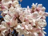 Gdzie sadzić magnolie?