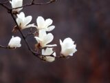 Ile razy kwitnie magnolia?