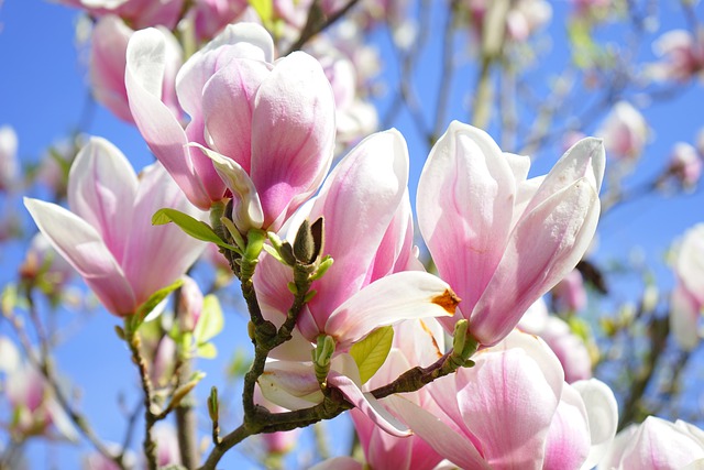 Jak rozmnożyć magnolię?