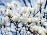 Jak szybko rośnie magnolia?