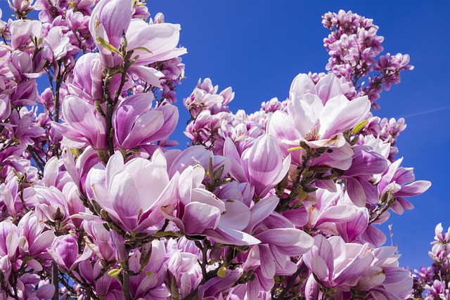 Jak wyglądają pąki magnolii?