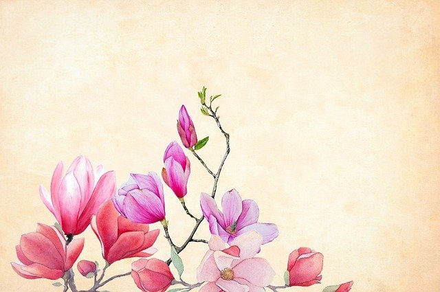 Kiedy kwitnie magnolia?