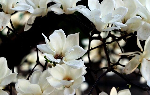 Kiedy przesadzać magnolie?