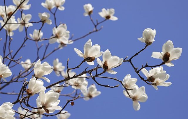 Kiedy przycinać magnolie?